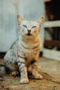 Vertical shot of a striped cat sitting on a stone ground outdoors.
