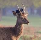 Red deer with jackdaw perched on antlers in Teddington's Bushy Park.