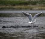 Black-headed gull with wings spread, standing on a rock in calm waters.