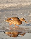 A female mallard duck amusingly skates across an icy pond under winter sunlight.