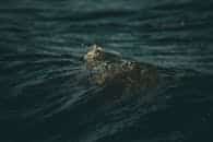 A dramatic close-up of a dark ocean wave captured at sunset with selective focus.