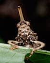 Detailed close-up of a grasshopper sitting on a leaf in a natural setting.